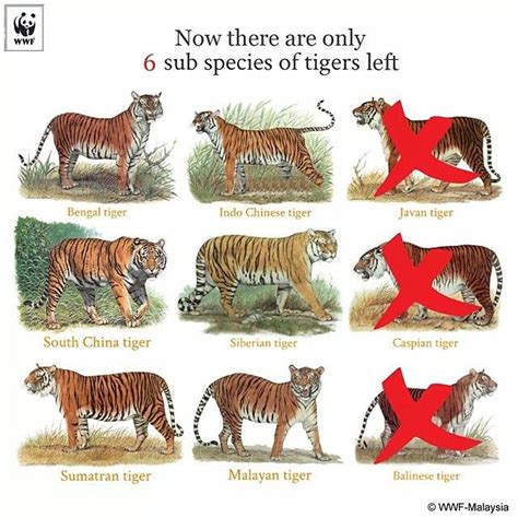 WWF | Tiger species, Tiger facts, Tiger pictures