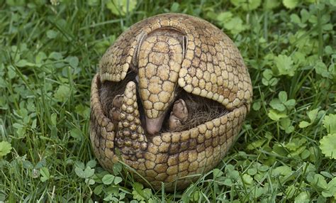 Meet Eduardo, the three-banded armadillo who loves sleeping, digging ...