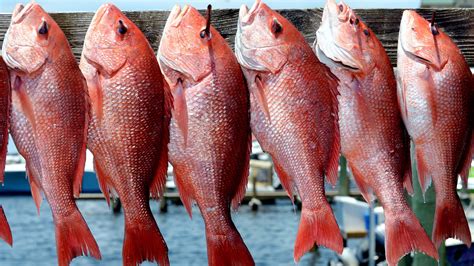 Louisiana's red snapper season to end at 12:01 a.m. Thursday