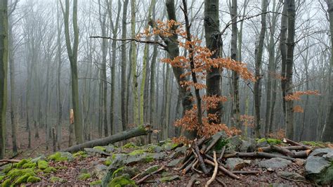 ArtStation - Forest Ruins | Resources