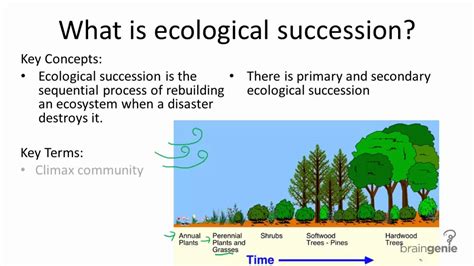 16.1.4 What is ecological succession - YouTube