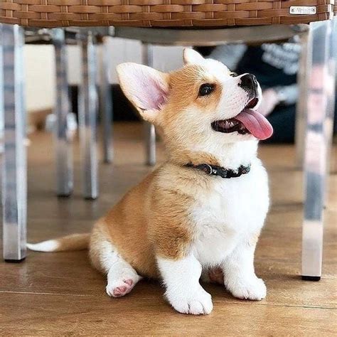 Corgi Puppies FOR SALE ADOPTION from toronto Alberta Kneehill @ Adpost ...