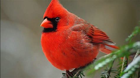 Cardinal Bird Wallpapers - Wallpaper Cave