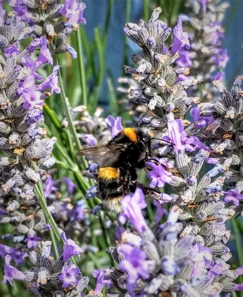 Pollinator Week: highlights the importance of pollinators