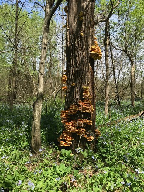 Maryland Biodiversity Project - Sulfur Shelf (Laetiporus sulphureus)