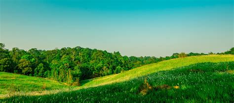 Beautiful rural landscape of green grass field with white flowers on ...