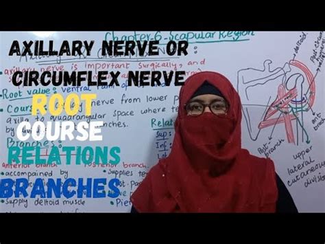 Anatomy of axillary nerve or circumflex nerve | root | course | relations | branches - YouTube