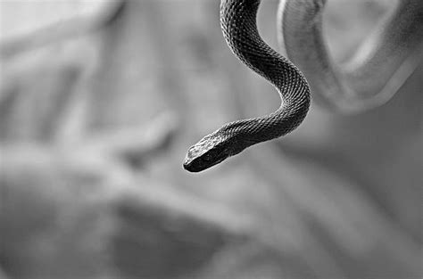 Inland Taipan Venom Stock Photos, Pictures & Royalty-Free Images - iStock