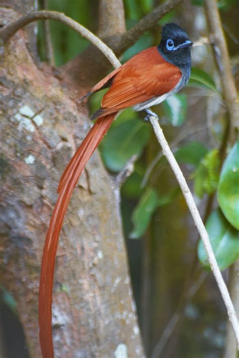 African Paradise Flycatcher - Pets