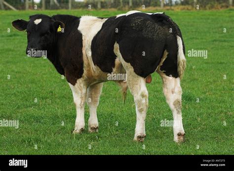 Belgian Blue bull calf in field Stock Photo: 8910340 - Alamy