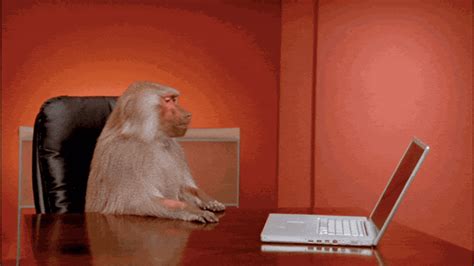 Boardroom Baboon Office Meme Creators Interview | Complex