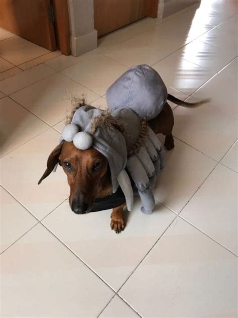 15 Best Halloween Costumes for Dachshunds - PetPress