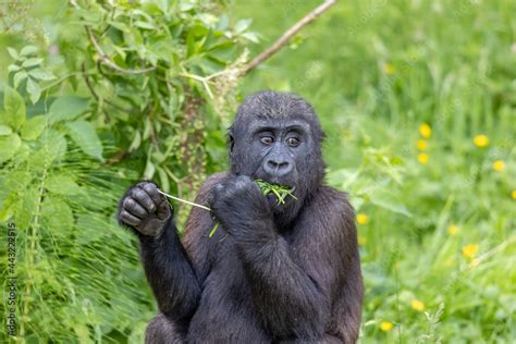 gorilla young feeding Stock Photo | Adobe Stock