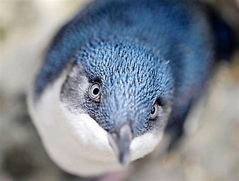 curious-baby-blue-penguin | Baby Animal Zoo