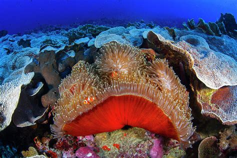 Anemone With Anemonefish by Raimundo Fernandez Diez