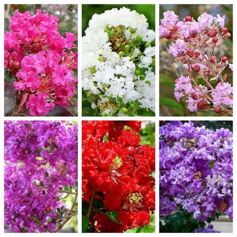 49 MIXED CREPE MYRTLE Lagerstroemia Tree Shrub Crape 6 Color Mix-colors indica