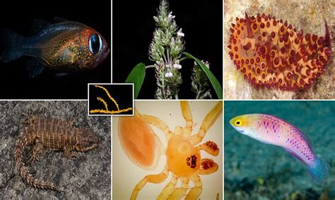 Scientists find 71 new species of plant and animal in 2019 - Flipboard