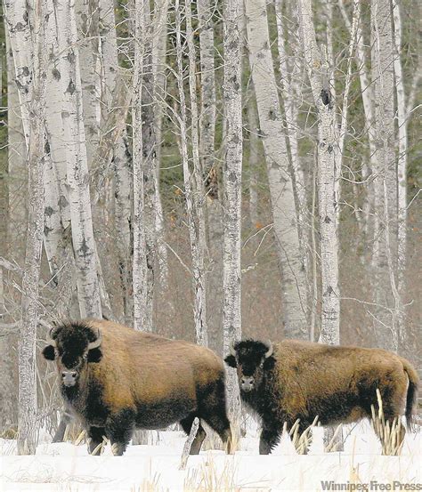 Wood bison habitat to be province’s 88th park – Winnipeg Free Press