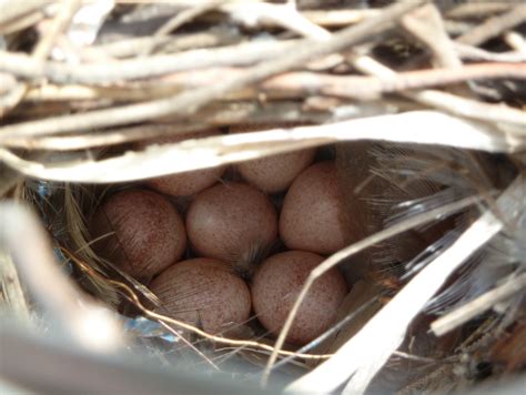 Penelopedia: Nature and Garden in Southern Minnesota: Bluebird Trail, Week 8-9 - Tree Swallows ...