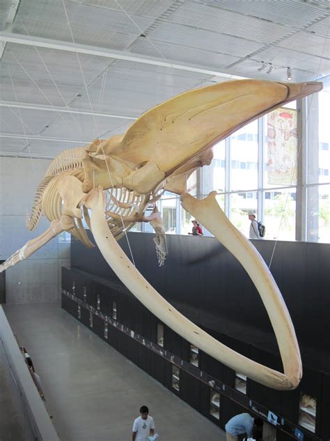 Whale skeleton | Dieren