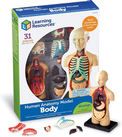 Amazon.com: Learning Resources Human Body Model, 31 Pieces, Grades 3 ...