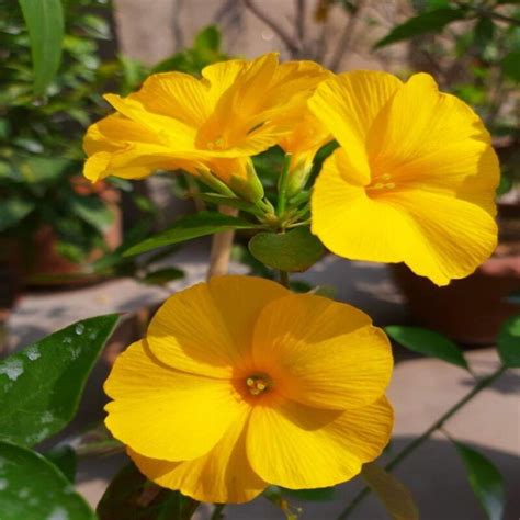 Buy Yellow And Golden Flax Flower Plant Online, Best Price, Kolkata, India