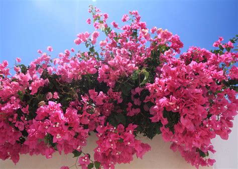 The Best Flowering Shrubs for Florida Landscapes