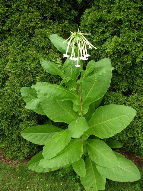 Tobacco flower or Nicotiana. I'm starting these seeds for the heavenly fragrance! Farms ...