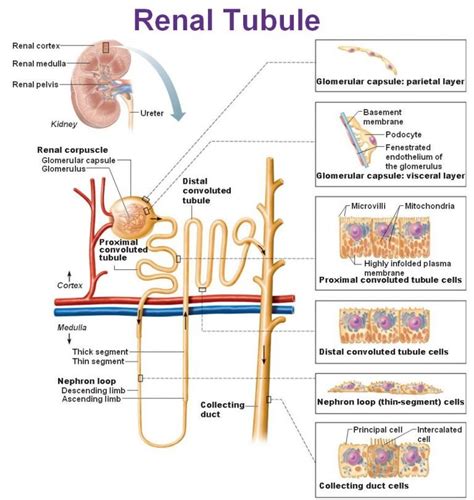 Nephron: What is the Structure and its Functions of Nephron?