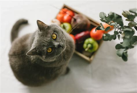 The 5 Best Vegan Cat Foods: Reviews and Our Top Pick - Veterinarians.org