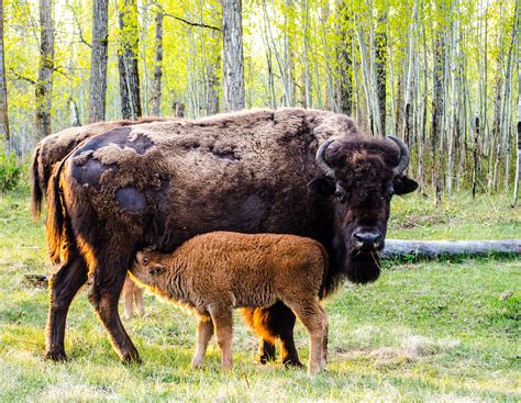 Bison and Calf | ABMI Blog