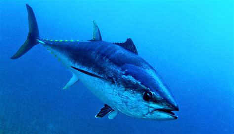 Tuna Fish: Characteristics, properties, habitat and more