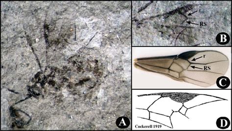 Images of Bracon florissanticola. A: holotype fossil lateral habitus;... | Download Scientific ...