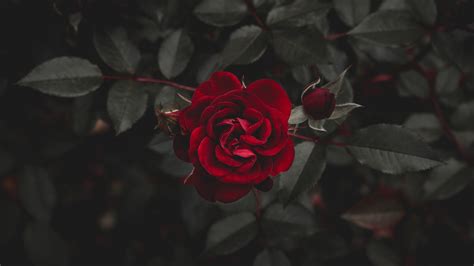 Download Wallpaper 1920x1080 Red rose, darkness Full HD Background