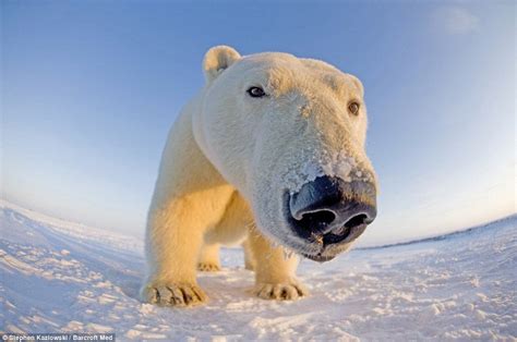 Curious polar bear, wide angle lens. : photoshopbattles