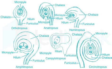 [Solved] The ovule which has the micropyle and chalaza at the opposit