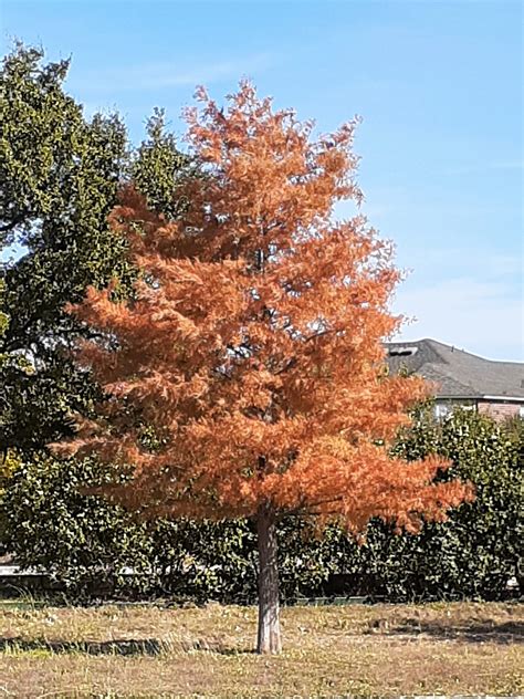 Bald Cypress (Taxodium distichum) | LAWNS Tree Farm