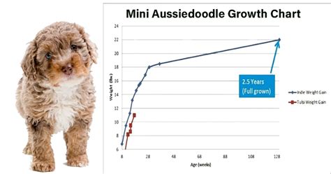 Mini Aussiedoodle Size and weight Chart: From Puppy to Adult