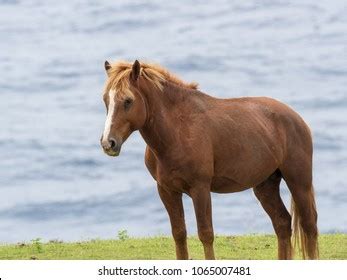 166 Yonaguni horses Images, Stock Photos & Vectors | Shutterstock