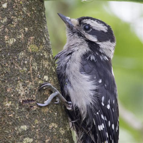 Downy Woodpecker Drama | The Urban Nature Enthusiast