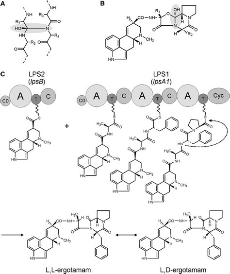 Structure of Ergot Alkaloids and Their Nonribosomal Assembly in Ergot... | Download Scientific ...