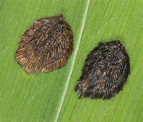 Horse-fly Eggs - Stock Image - C011/7803 - Science Photo Library