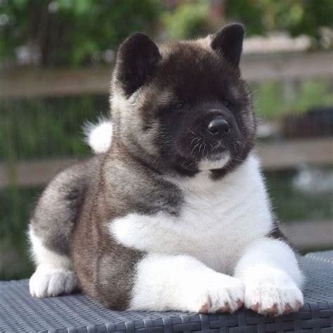 #reallycutepuppies | American akita dog, Akita puppies, Akita dog