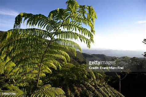 12 Cordillera Central Puerto Rico Stock Photos, High-Res Pictures, and ...