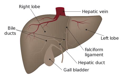 Free Human Body, Human Body Facts, Pharmacy Images, Quadrants Of The Abdomen, Liver Anatomy ...