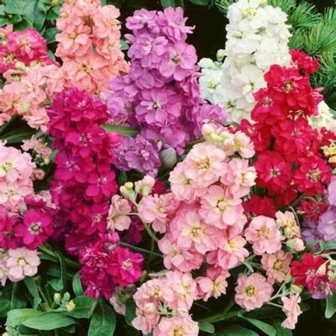 STOCK GIANT IMPERIAL MIXED 50/150 Perfumed Cottage Garden Cut Flowers ...