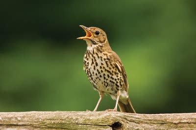 Sonnig Sünder Kühlschrank rspb bird song radio Vernachlässigen Wässrig Penny