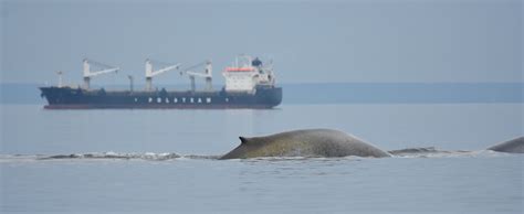 Why do whales migrate? - Baleines en direct