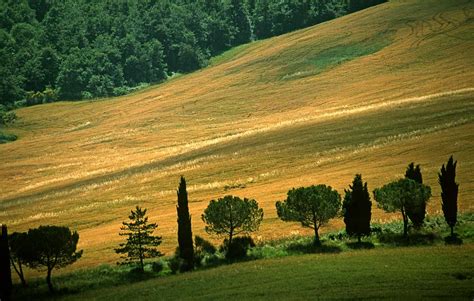 Photographs by Peter Stubbs - Trees in Tuscany