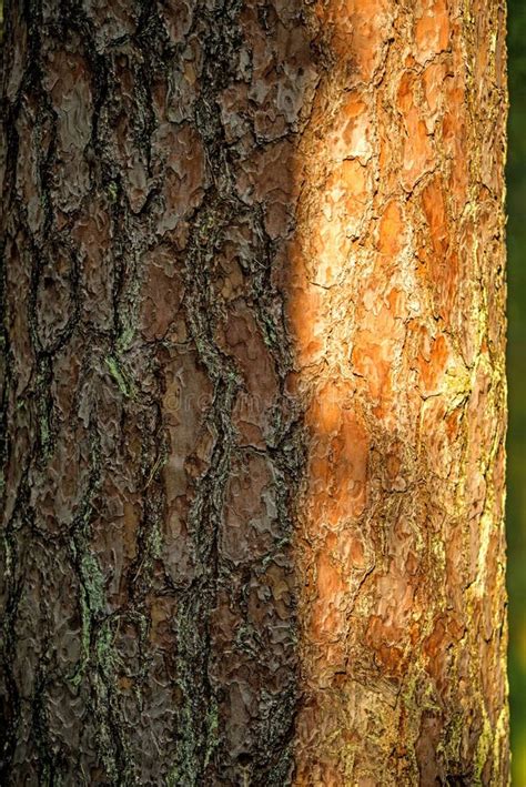 Scots Pine, Bark of the Tree Stock Photo - Image of sunny, natural: 109931804